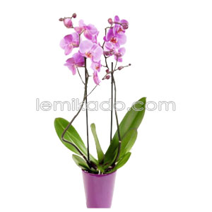 Flowers Lebanon-Joseph-Product Image