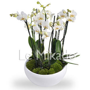 Flowers Lebanon-Ania-image