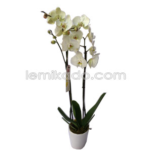 Flowers Lebanon-Vanida-Product Image