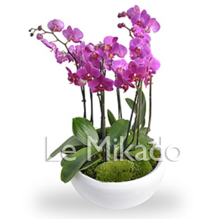Flowers Lebanon-Bryan-Product Image
