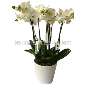 Flowers Lebanon-Nancy-Product Image